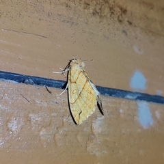 Xanthia rectilineata