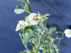 Aeschynomene viscidula