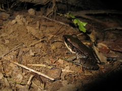 Lithobates palmipes