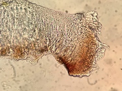 Caeruleum heppii