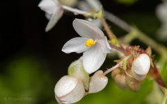 Begonia crenata