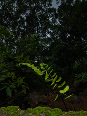 Adiantum philippense