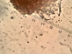 Caeruleum heppii