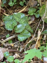 Hexastylis shuttleworthii