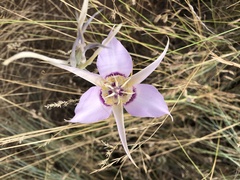 Calochortus macrocarpus macrocarpus