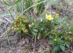 Sibbaldianthe bifurca