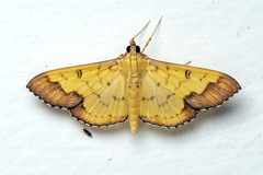 Meroctena tullalis