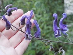 Aconitum septentrionale