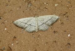 Idaea mediaria