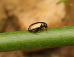 Chaetocnema conducta