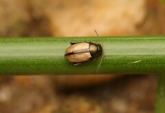 Chaetocnema conducta