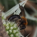 Andrena limata - Photo (c) carnifex, osa oikeuksista pidätetään (CC BY), lähettänyt carnifex