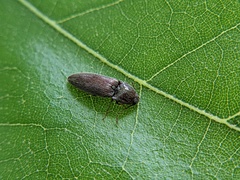 Melanotus americanus