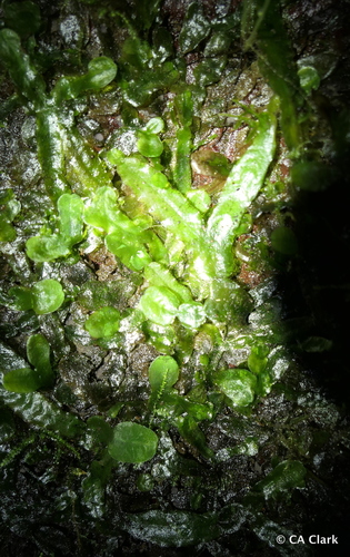 Dumortiera hirsuta observed 2018-05-21