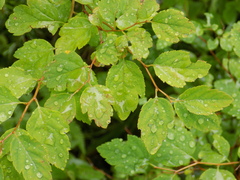 Spiraea chamaedryfolia