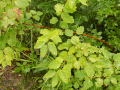 Spiraea chamaedryfolia
