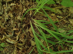 Carex purpurifera