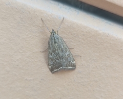 Loxostege sticticalis