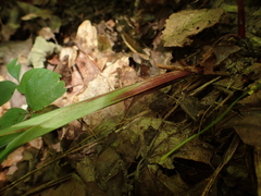 Carex purpurifera