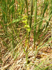 Scheuchzeria palustris