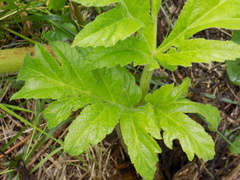 Heracleum dissectum