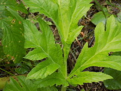 Heracleum dissectum