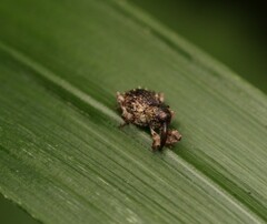 Trachodes hispidus