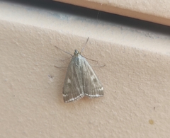 Loxostege sticticalis