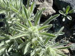 Oreocarya thompsonii