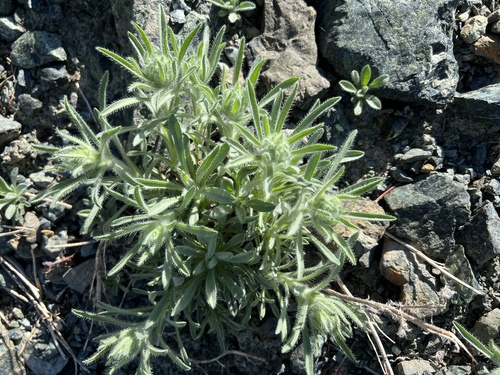 Image of Oreocarya thompsonii by no rights reserved