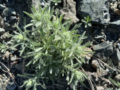 Oreocarya thompsonii