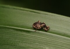 Trachodes hispidus