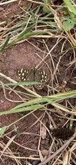 Pararge aegeria