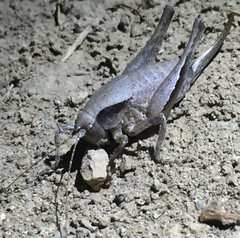 Aglaothorax morsei santacruzae
