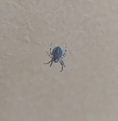 Larinioides ixobolus