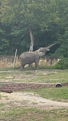 Elephantidae