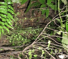 Carmichaelia australis