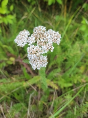 Achillea millefolium