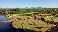 Victoria amazonica