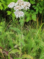 Achillea millefolium
