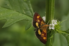 Pyrausta falcatalis