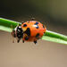 Casey's Lady Beetle - Photo (c) ariellopezpics, some rights reserved (CC BY-NC)