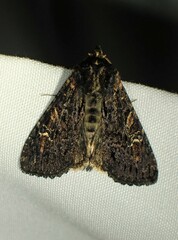 Apamea plutonia