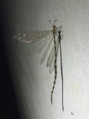 Clathroneuria schwarzi