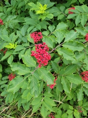 Sambucus racemosa
