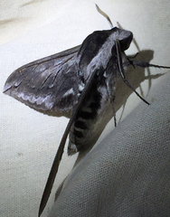 Sphinx perelegans