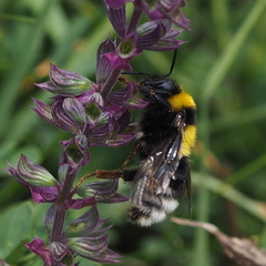 Bombus ruderatus