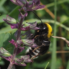 Bombus ruderatus