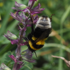 Bombus ruderatus