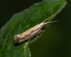 Plutella porrectella